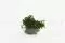 Mini Felce Adianthum stabilizzata 11