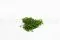 Preserved Mini Adiantum Fern 6