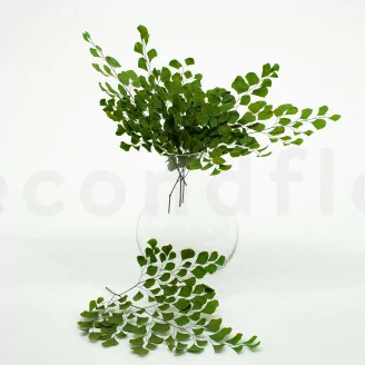 Konservierter Mini-Adiantum-Farn