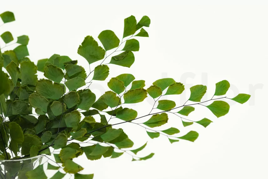 Mini Felce Adianthum stabilizzata