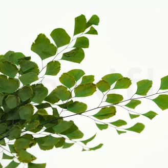 Mini Helecho Adiantum preservado