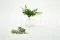 Mini Felce Adianthum stabilizzata 10