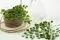 Preserved Mini Adiantum Fern 4