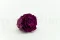 Rose stabilis&eacute;e XL Prune (x6) 5