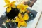Preserved Dendrobium Orchid Yellow (x5) 7