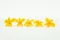 Preserved Dendrobium Orchid Yellow (x5) 4
