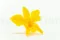 Preserved Dendrobium Orchid Yellow (x5) 2