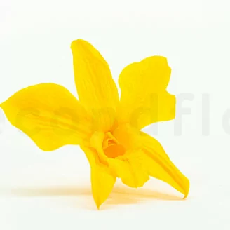 Orqu&iacute;dea Dendrobium preservada Amarillo (x5)