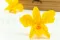 Orchidea dendrobium stabilizzata Giallo (x5) 6