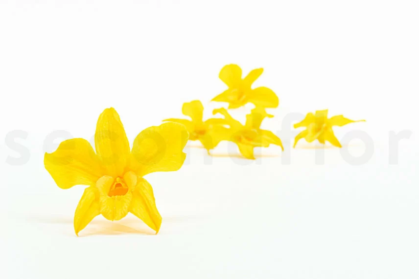 Orchid&eacute;e Dendrobium stabilis&eacute;e Jaune (x5)