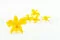 Orchid&eacute;e Dendrobium stabilis&eacute;e Jaune (x5) 1