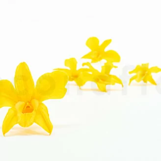 Preserved Dendrobium Orchid Yellow (x5)