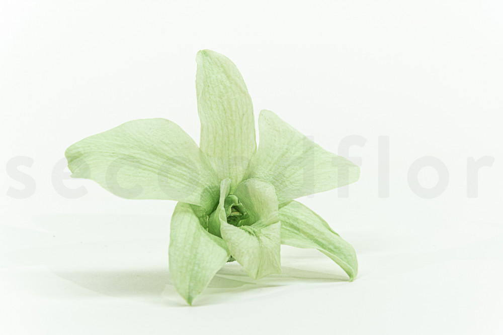 Orquídea Dendrobium Estabilizada - Caja de 5 - Verde