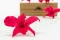 Konservierte Orchidee Dendrobium Rosa (x5) 13