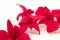 Orchidea dendrobium stabilizzata Rosa (x5) 6
