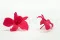 Preserved Dendrobium Orchid Pink (x5) 5