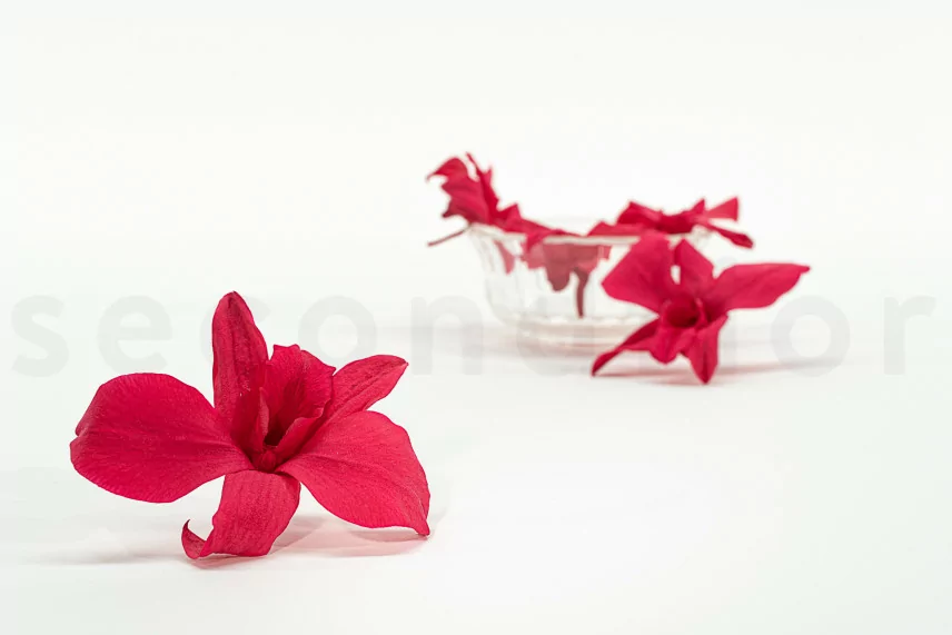 Orchid&eacute;e Dendrobium stabilis&eacute;e Rose (x5)
