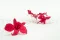 Preserved Dendrobium Orchid Pink (x5) 1