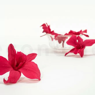 Preserved Dendrobium Orchid Pink (x5)