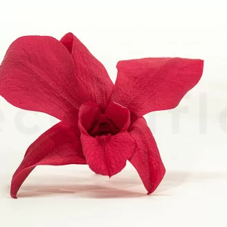 Orchid&eacute;e Dendrobium stabilis&eacute;e Rose (x5)