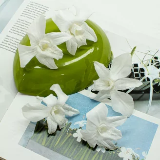 Orchid&eacute;e Dendrobium stabilis&eacute;e Blanc (x5)