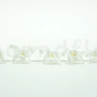 Preserved Dendrobium Orchid White (x5)