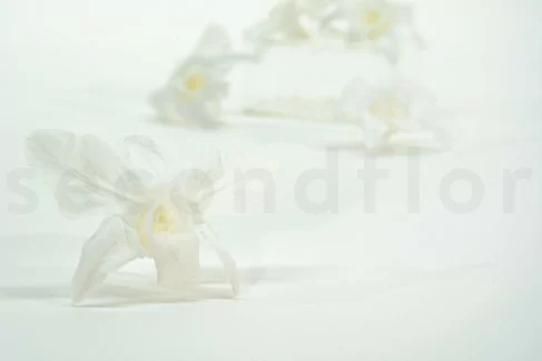 Orchidée Dendrobium Stabilisée - Boîte de 5 - Blanc