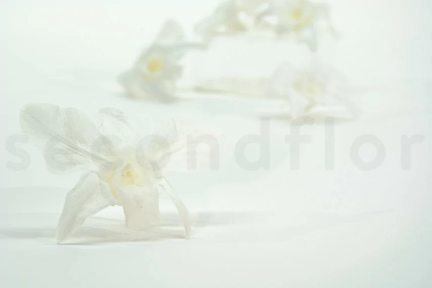 Orqu&iacute;dea Dendrobium preservada Blanco (x5)