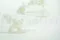 Orchidea dendrobium stabilizzata Bianco (x5) 1