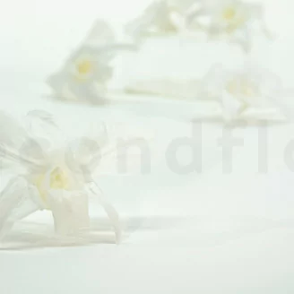 Konservierte Orchidee Dendrobium Wei&szlig; (x5)