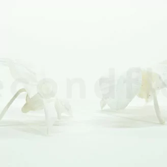 Preserved Dendrobium Orchid White (x5)