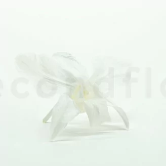Orchidea dendrobium stabilizzata Bianco (x5)