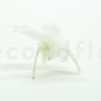 Preserved Dendrobium Orchid White (x5)