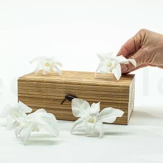 Konservierte Orchidee Dendrobium Wei&szlig; (x5)