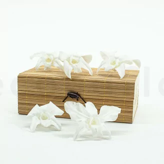 Konservierte Orchidee Dendrobium Wei&szlig; (x5)