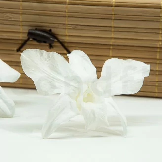 Preserved Dendrobium Orchid White (x5)