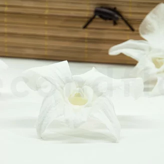 Konservierte Orchidee Dendrobium Wei&szlig; (x5)