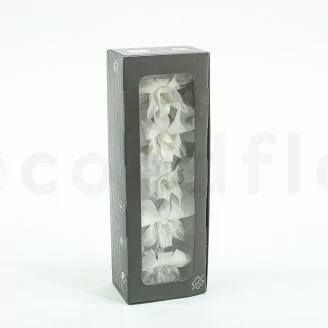 Preserved Dendrobium Orchid White (x5)