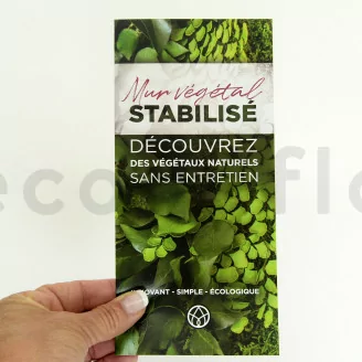 Flyer prospection &laquo;Mur V&eacute;g&eacute;tal stabilis&eacute;&raquo; (x100)