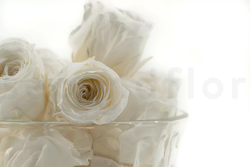 Rosa Vivian preservada Blanco (x24)