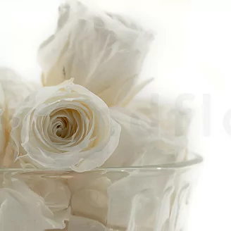 Preserved Vivian Rose White (x24)
