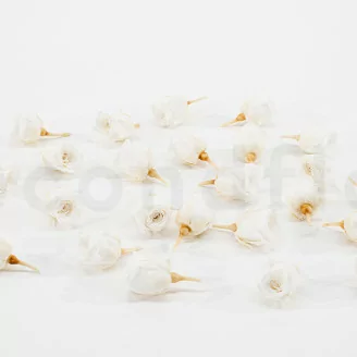 Rosa Vivian preservada Blanco (x24)