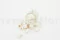 Rosa Vivian stabilizzata Bianco (x24) 6