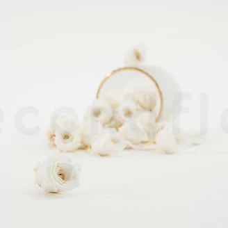 Rosa Vivian stabilizzata Bianco (x24)