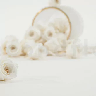 Rosa Vivian stabilizzata Bianco (x24)