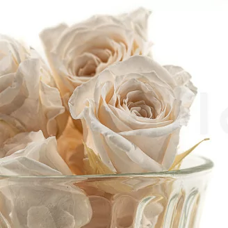 Rose Vivian stabilis&eacute;e Champagne (x24)