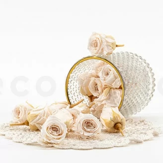 Rosa Vivian stabilizzata Champagne (x24)