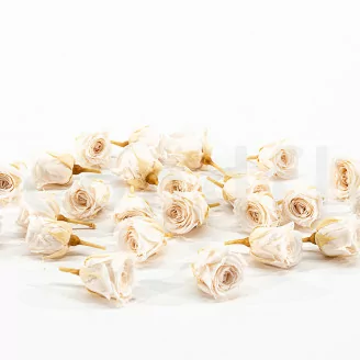 Preserved Vivian Rose Champagne (x24)