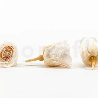 Preserved Vivian Rose Champagne (x24)