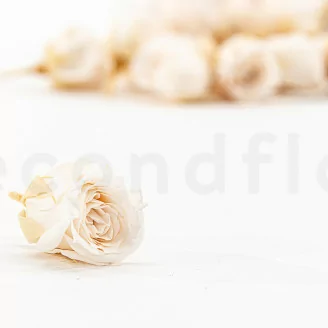 Konservierte Rose Vivian Champagne (x24)